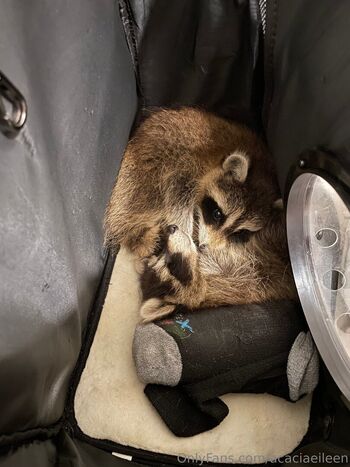 Full leaked Acacia eileen page private onlyfans photo