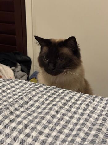 Full leaked Ambsjadie private onlyfans photo