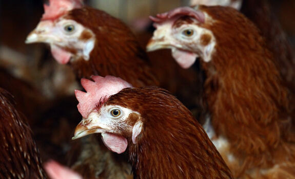 Full leaked Camille dhont private onlyfans photo