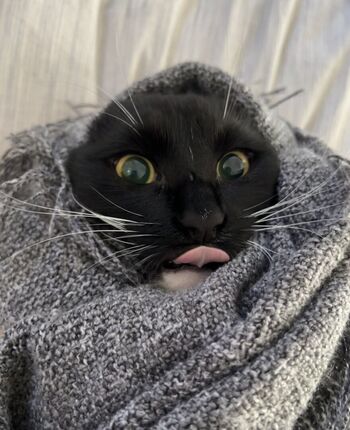 Full leaked Dahnikz page private onlyfans photo