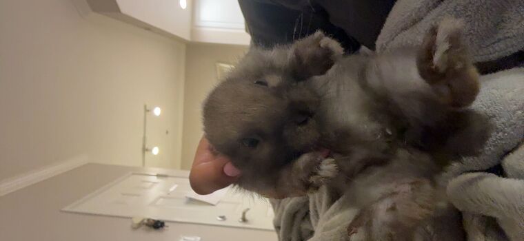 Full leaked Dahnikz page private onlyfans photo