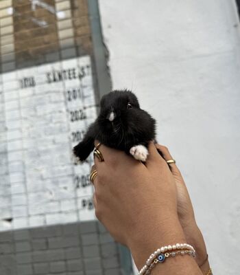 Full leaked Dahnikz private onlyfans photo