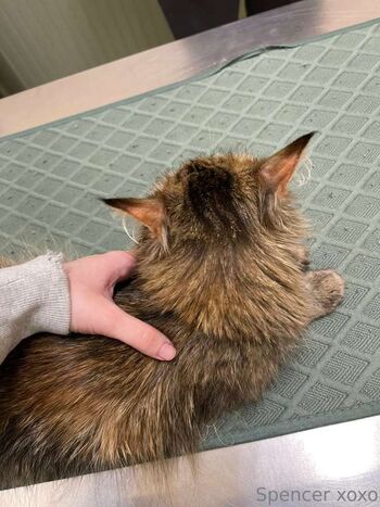 Full leaked Spencer macalino page private onlyfans photo