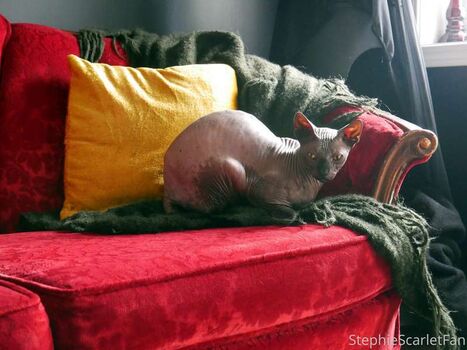 Full leaked Stephie scarlet private onlyfans photo