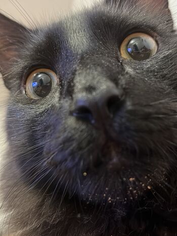 Full leaked Violetitangel private onlyfans photo